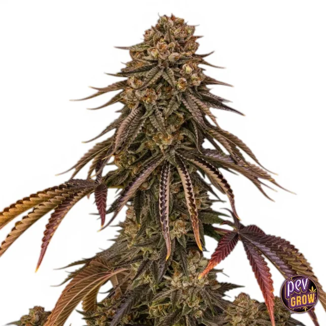 Tropical Velvet Fast CBD feminisierte Hanfsamen – Silent Seeds · Hoher Ertrag Saisonangebot