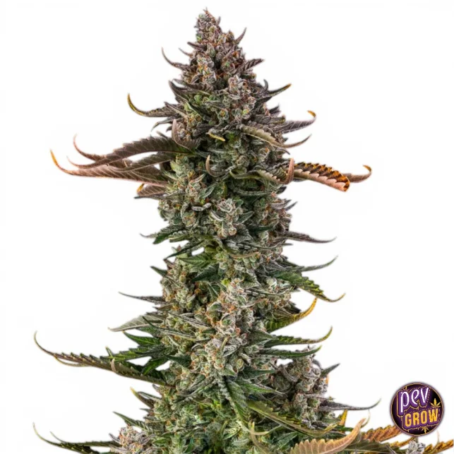 Triangle Kush Auto Samen – Silent Seeds · Indica-Autoflower mit hohem Ertrag Neue Ware
