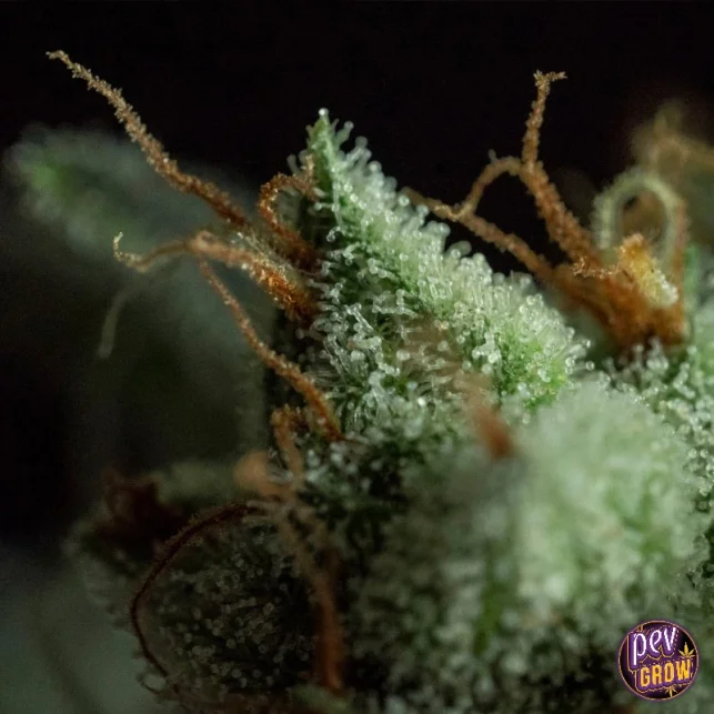 G.O.S Feminisierte Samen – R-Kiem Seeds | Ghost OG x Purple Punch Hybrid Garantierte Lieferung