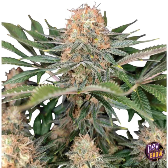 Panakeia High Terpenes CBG feminisierte Samen von Buddha Seeds · THC-freies Wohlbefinden & hohe Terpene · Nicht-psychoaktiver CBG-Strain Neuheit