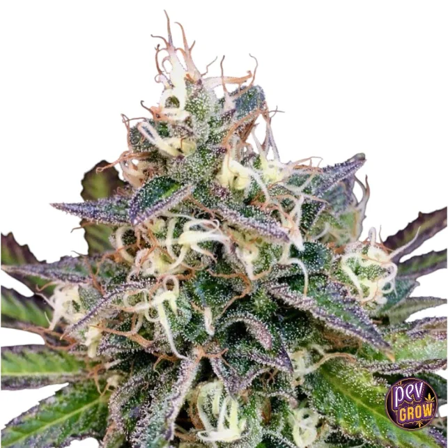 Cheese Cookies feminisierte Samen von Mamiko Seeds – UK Cheese x Girl Scout Cookies Hybrid Neue Ware