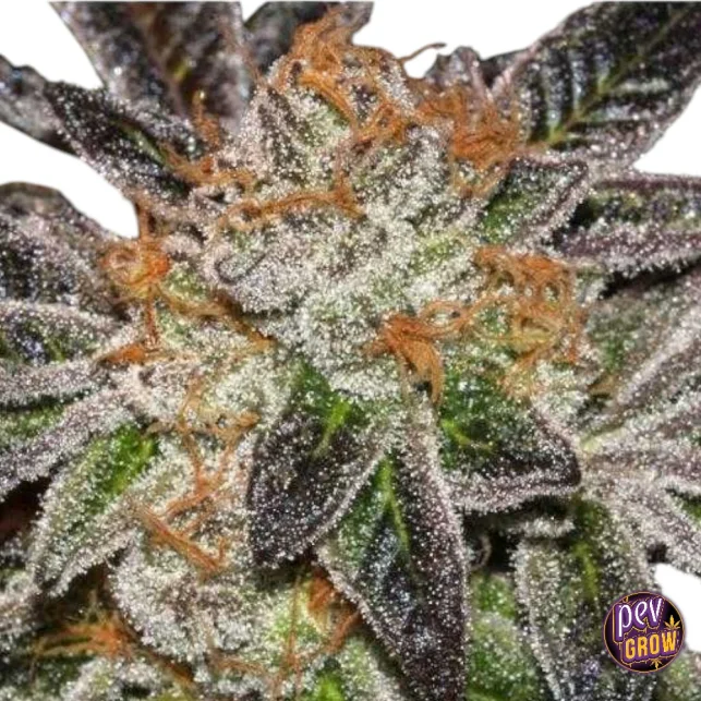 Cookies feminisierte Samen von Mamiko Seeds – Legendäre GSC-Genetik in stabiler Samenform Preiswert