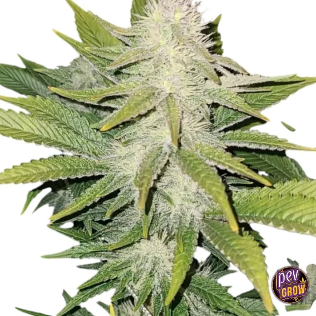 78 The Cali Connection feminisierte Samen – Gelato 33 x Gelato 45 Hybrid · Ertragreicher Cookies-Strain Saisonangebot
