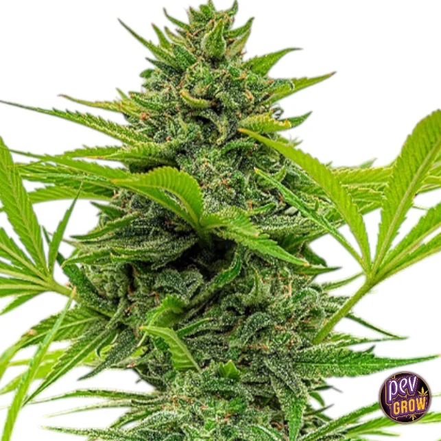 Clementine Slush feminisierte Samen – The Cali Connection · Zitruslastiger Hybrid mit erhebender Wirkung Neu