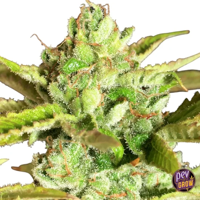 Aktuell Alien Wedding Cookies feminisierte Samen – Hochwertige Genetik für kraftvolle, aromatische Ernten