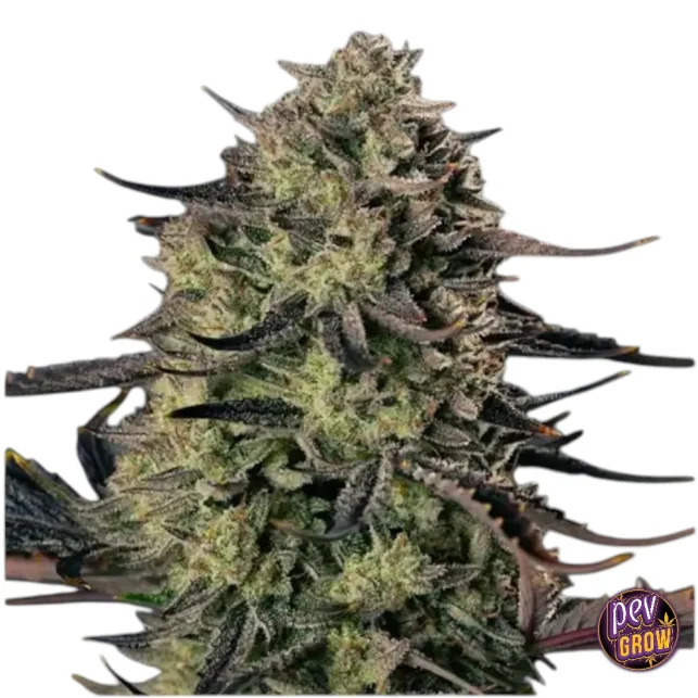 Günstig Alien Gas XXL Auto von Silent Seeds – Hoch-THC-Autoflower mit Kush- und Gas-Aroma