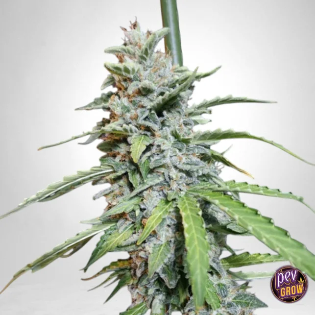 Nur Für Kurze Zeit Super Watermelon Auto Eva Seeds · Automatische feminisierte Samen mit intensiv fruchtigem Aroma