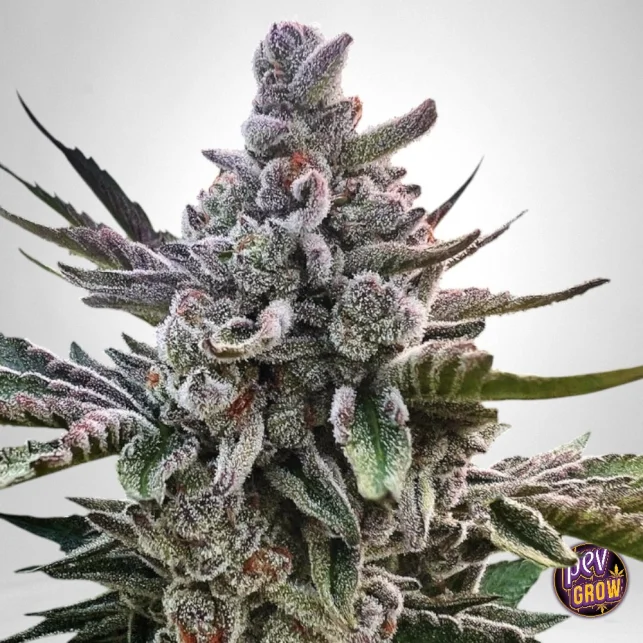 Açai Jelly de Sherbinskis feminisierte Samen – Silent Seeds · Premium Gelato-Abstammung · 27–30 % THC Kostenloser Rückversand