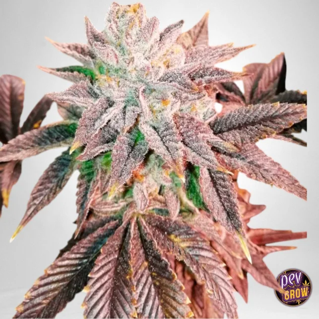 Direkt Vom Hersteller Z Head feminisierte Samen – Ausgezeichneter Zkittlez x Gas-Hybrid von Grateful Seeds