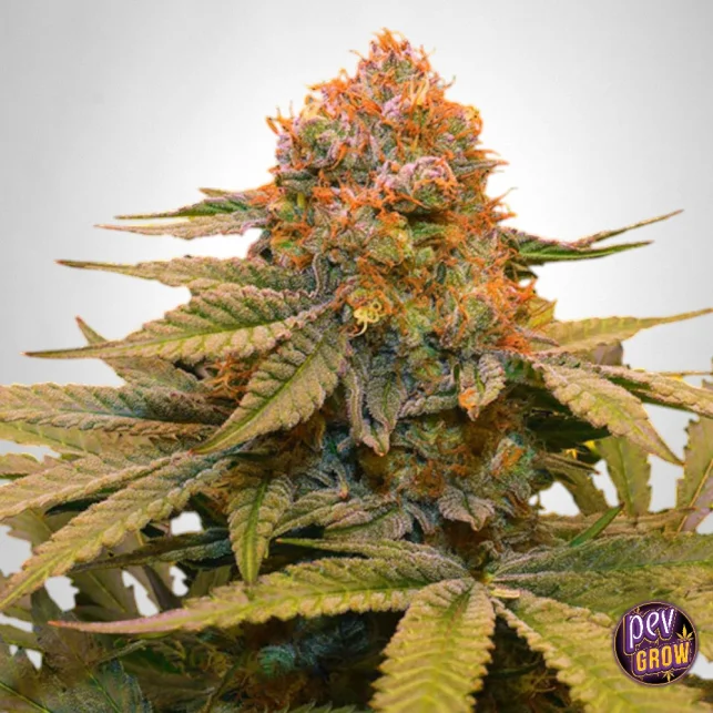 Neue Ware Star Fruit feminisierte Samen – Die fruchtige, indica-dominante Hybrid-Sorte von The Grateful Seeds mit hohen Erträgen