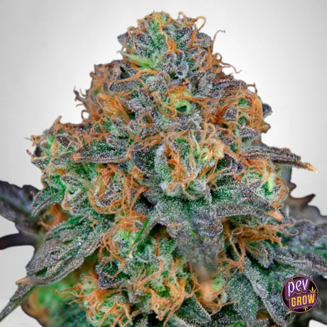 SherbDog feminisierte Samen – Chemdawg x Sherbet Hybrid von The Grateful Seeds Nur Heute