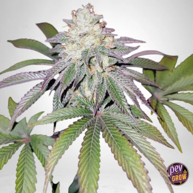 Mind Fuelz feminisierte Samen – Sour Diesel x 26MM Hybrid mit riesigen Erträgen und gassigem Orangengeschmack Billig