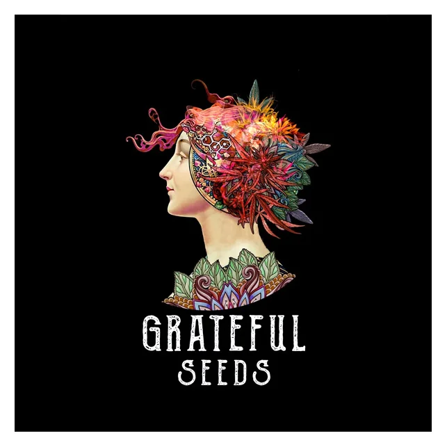 Honey Pam Grateful Seeds – Sativa-dominante feminisierte Cannabissamen mit tropischem Aroma und hohem Ertrag Sichere Zahlung