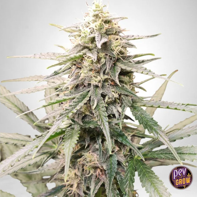 TB Runtz feminisierte Samen – The Bulldog Seeds | 50/50 Hybrid, bis zu 25 % THC & süßer tropischer Geschmack Wochenendangebot