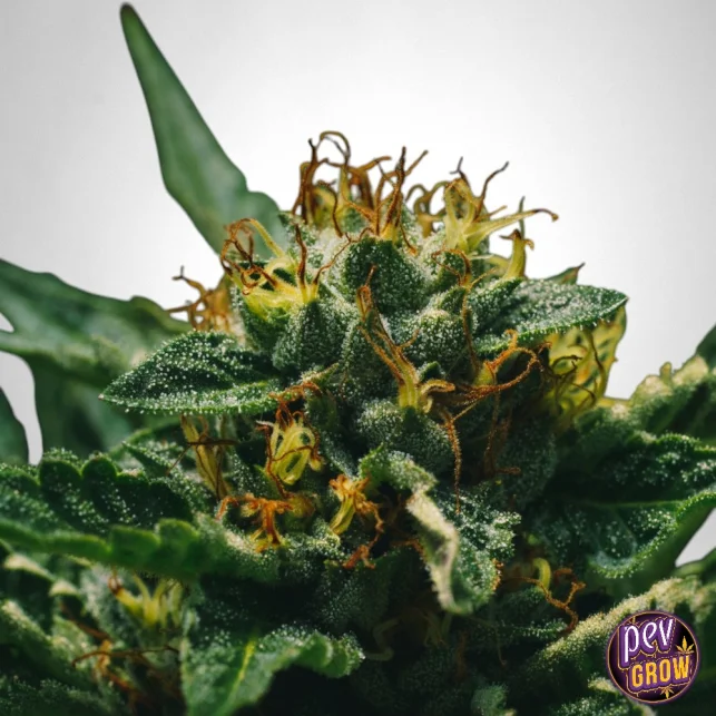 Bestpreis TB Mimosa feminisierte Samen – The Bulldog Seeds · Über 30 % THC & Zitrus-Aroma · Ertragreiche Sativa