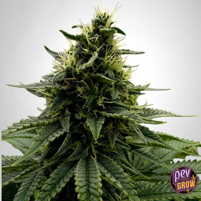 Nur Für Kurze Zeit TB Kush feminisierte Samen – The Bulldog Seeds | 90 % Indica mit afghanischem Haschgeschmack, hohe Erträge & tiefe Entspannung