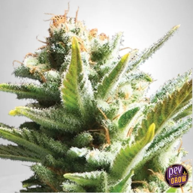 Gratis Versand TB Amnesia Feminisierte Samen – The Bulldog Seeds · Zitrus-Sativa-Hybrid mit 25 % THC für euphorische Kreativität