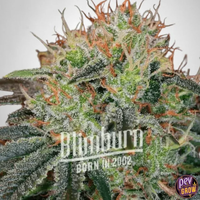 Jetzt Kaufen Fat Bastard Auto | Blimburn Seeds – Hoher THC-Gehalt, schnelle Autoflowering-Sorte für große Erträge