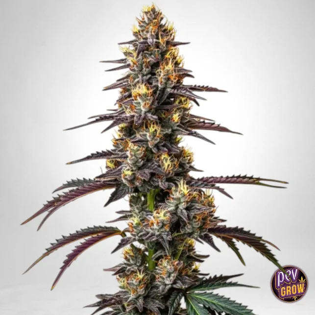 Carbon Fiber Feminisierte Samen von Blimburn Seeds – Hoch-THC-Indica-Hybrid für Entspannung & Aroma Meistverkauft
