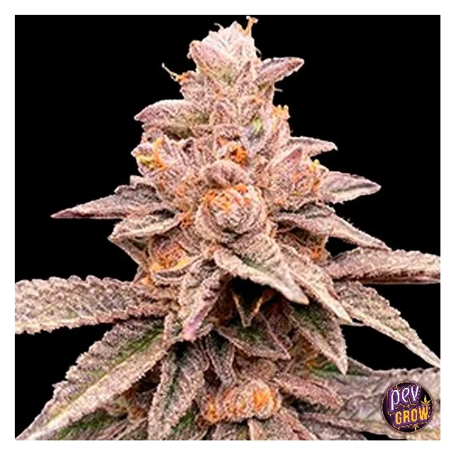 Banana Latte feminisierte Samen von G13 Labs – cremige Banane & Süßigkeiten-Aromen, potenter entspannender Hybrid Kracherpreis
