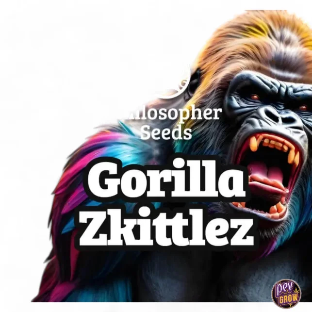 Gorilla Zkittlez Feminisierte Samen – Philosopher Seeds · THC-reicher Hybrid für starke Wirkung & süß-fruchtiges Aroma Sichere Zahlung
