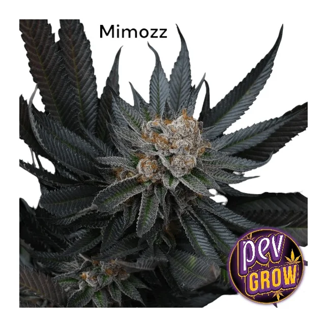 Günstig Mimozz Perfect Tree Seeds – Ausgewogener Hybrid von Perfect Tree für sanfte, erhebende Wirkung & aromatischen Zitrus-Terpengeschmack