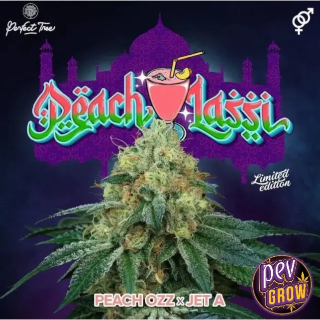 Meistverkauft Peach Lassi feminisierte Samen von Perfect Tree Seeds – Süßer, fruchtiger Hybrid für entspannte Abende