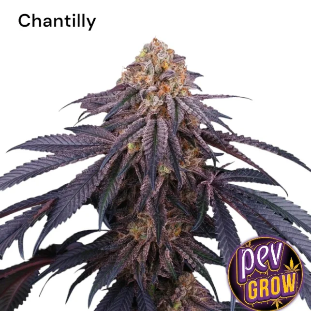 Sofort Bestellen Chantilly feminisierte Samen – Perfect Tree Seeds · Indica-Hybrid mit hohem Harzgehalt für Konzentrate