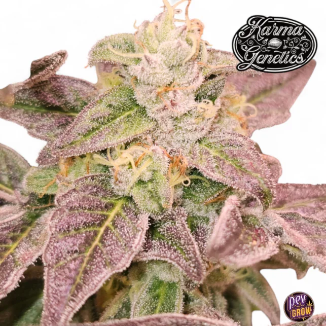 Solange Der Vorrat Reicht Guava Runtz feminisierte Samen von Karma Genetics – cremiges Süßigkeiten-Aroma & ertragreicher Hybrid