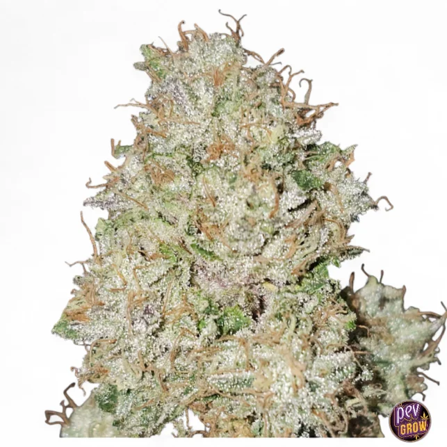 Pink Fritter feminisierte Samen von Karma Genetics – Exotischer Cookies-Hybrid mit süßem Gas- und Teig-Aroma Wochenendangebot