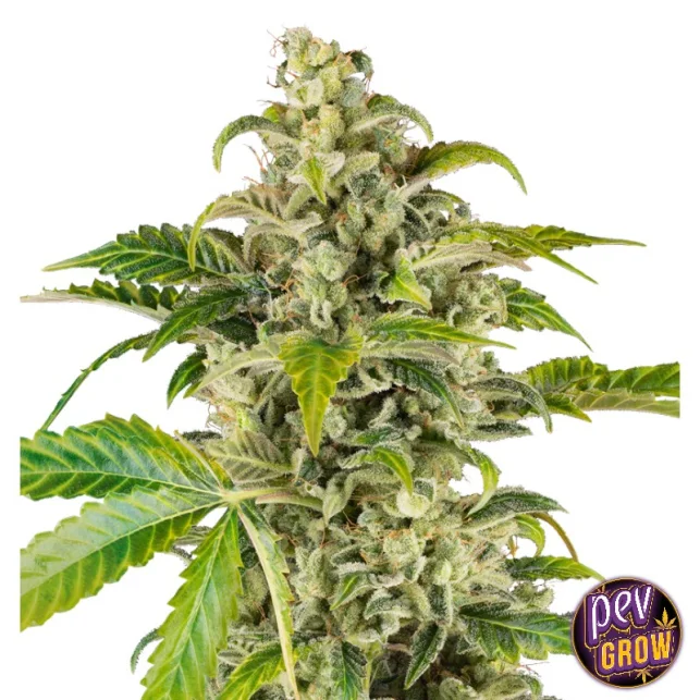 Preiswert Sweet & Sour Cream Auto Sensi Seeds – Indica-dominante Autoflower mit cremigem Vanille- und Diesel-Aroma