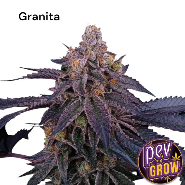 Beliebt Granita feminisiert – Perfect Tree Seeds · Süße Zitrus-Terpene-Explosion mit ausgewogener Hybrid-Wirkung