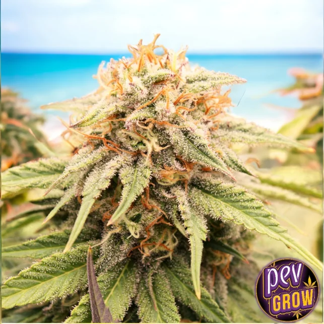 Prizmatic Humboldt Seeds – Premium feminisierte Indica für starke Entspannung & harzige Buds Preis Gesenkt