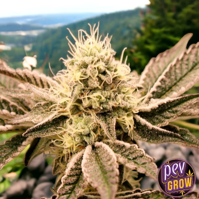 Neue Kollektion Mouth Wash feminisierte Samen von Humboldt Seeds – Potente Kush-Hybride mit nostalgischem Aroma