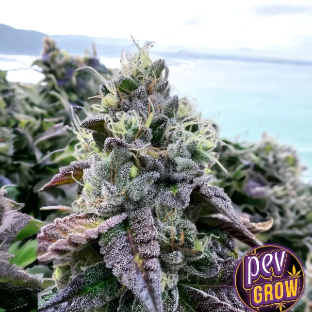 Aktuell Bananukis feminisierte Samen von R-Kiem Seeds – Bananenaroma & 25 % THC · Ertragreicher Indica-Hybrid