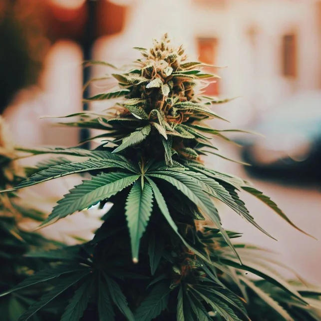 Picante G13 Labs Feminierte Samen – Hoch-THC-OG-Hybrid für starke, ausgewogene Wirkung · Fire OG Kush x The White Schneller Versand