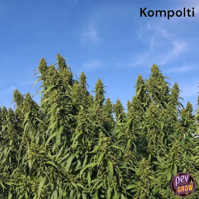 Kostenloser Versand Kompolti Nutzhanfsamen – Agromag Kft · Hoher CBD-Gehalt & Biomasseertrag · EU-zertifizierter zweihäusiger Sorte für Faser und Blüten